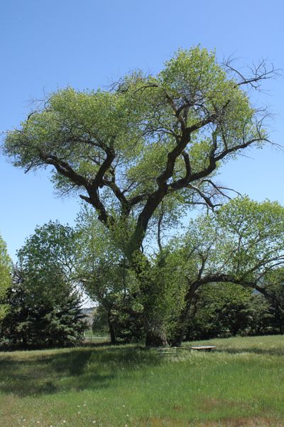 Professional tree trimming work on a mature oak in the Tehachapi foothills