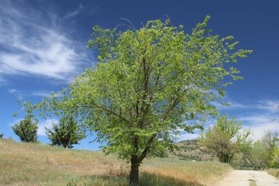 Green tree on a Tehachapi hillside with blue sky and mountain terrain