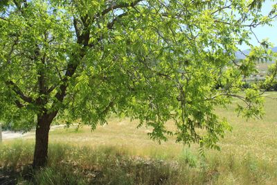 Tree stump being ground below grade on a Tehachapi area property