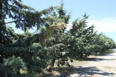 Dead tree being removed from a residential property in the Tehachapi Mountains